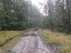 2014-07-28 - Powalone drzewa Laska-Budy i Widno-Orzechowo