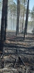 2019-04-02 - Pożar lasu w miejscowości Chłopowy