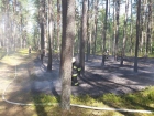 Cegielnia - pożar poszycia leśnego