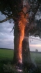 2012-08-20 - Czapiewice, pożar drzewa
